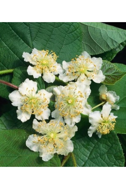 Квітуча актинідія Атлас навесні